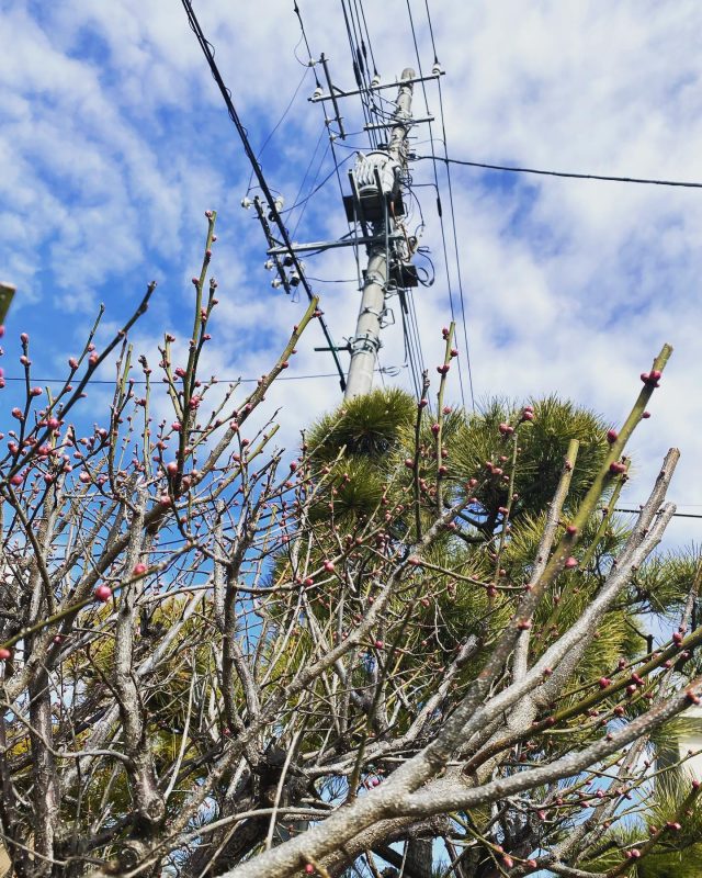 もうすぐ梅が咲きそうです。
春の訪れを感じます♪
本日は暖かいので綺麗に咲いてくれるかな？

#梅 #咲く #plum #白岡 #白岡市 #白岡総合園芸 #shiraoka #shiraokashi #shiraokasougouengei